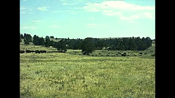 Bisons im Yellowstone-Nationalpark in den 1970er Jahren — Stockvideo