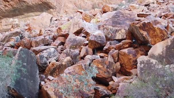 Australian Rock wallaby jumping — Stock video