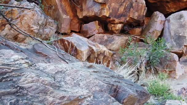 Rock wallaby Australie — Video