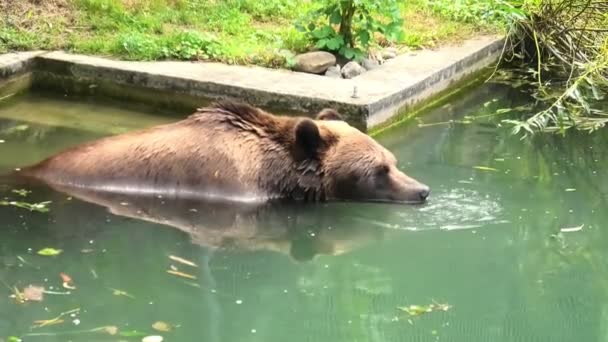 Urso Pit em Berna — Vídeo de Stock