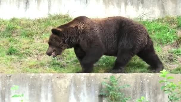 Bear Pit in Berner stad — Stockvideo