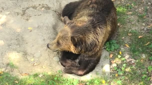 Twee beren in Berner stad — Stockvideo