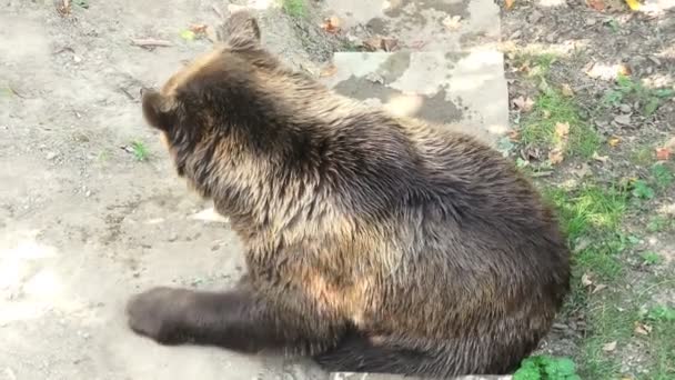 Urso dormindo na cidade de Berna — Vídeo de Stock