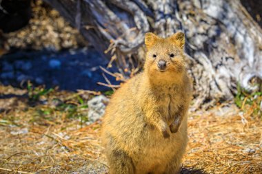 Quokka keseli Avustralya