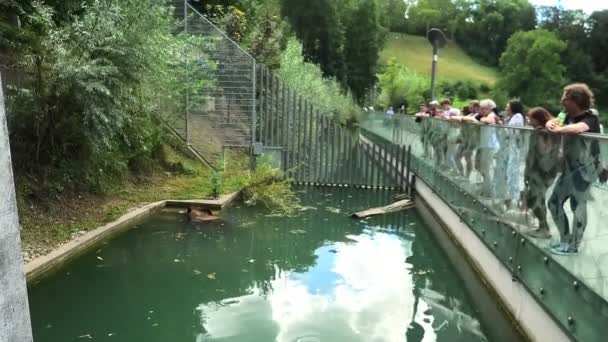 Turista mujer buscando un oso nadar — Vídeo de stock