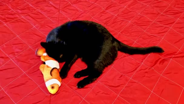 Gato jugando con teddy pescado — Vídeo de stock