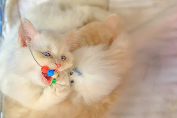 แมวเปอร์เซียเล่น — ภาพถ่ายสต็อก