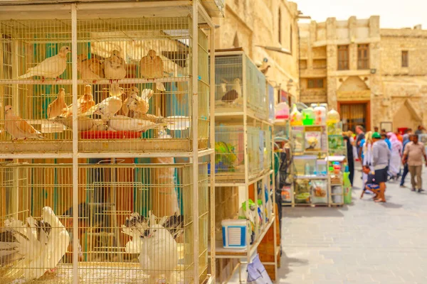 Zoco de aves Doha — Foto de Stock