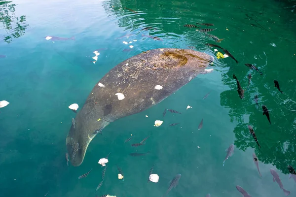 Manatee της Φλόριντα — Φωτογραφία Αρχείου