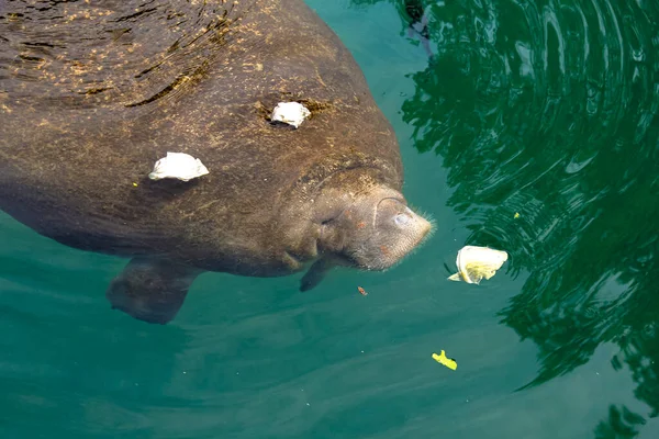 Manatee Crystal River — Stock fotografie