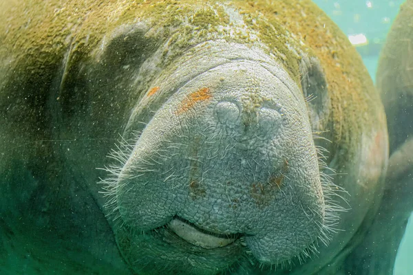 Manatee eszik közelről — Stock Fotó