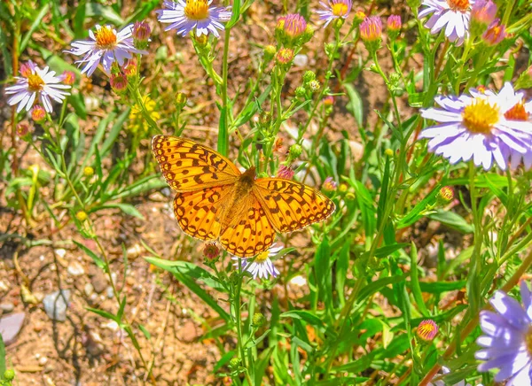 Borboleta fritilária Coronis — Fotografia de Stock