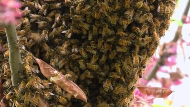 Italian honey bees — Stock Video