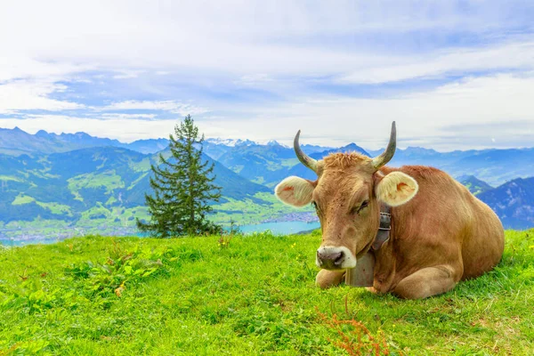 Cow with horns Switzerland — Stock Photo, Image