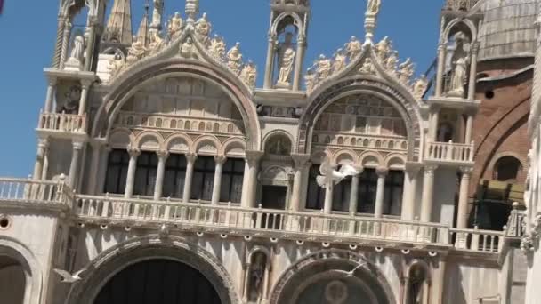 San Marco gaviotas de la ciudad de Venecia — Vídeo de stock