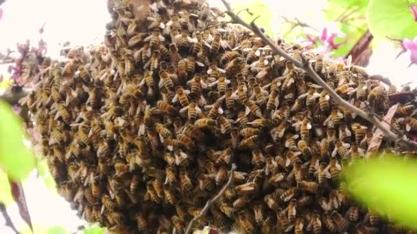 Olasz méhek — Stock videók