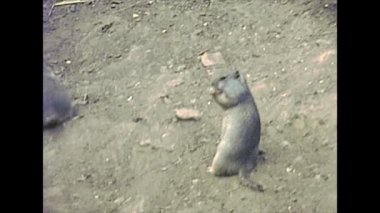 1970 'lerde Yellowstone Ulusal Parkı' nda sincaplar