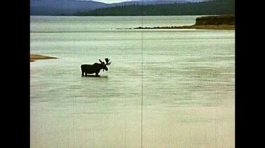 1970 'lerde Yellowstone Ulusal Parkı' nda geyik.