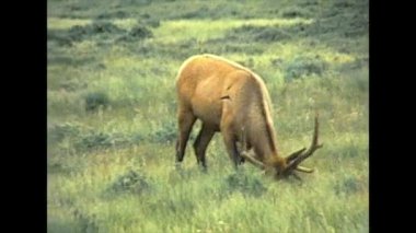1970 'lerde Yellowstone Ulusal Parkı' nda otlayan geyikler