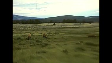 1970 'lerde Yellowstone Ulusal Parkı' nda otlayan geyikler