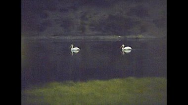 1970 'lerdeki Yellowstone Ulusal Parkı geyiği