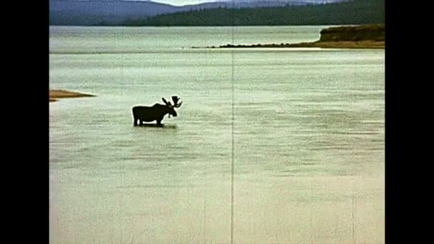 Moose in Yellowstone National Park in 1970s — Stock video