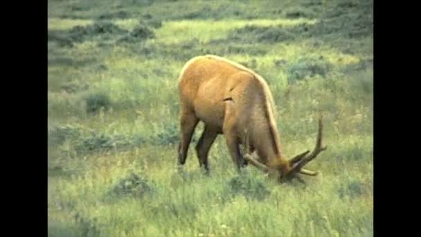 Alces pastando en el Parque Nacional de Yellowstone en 1970 — Vídeos de Stock