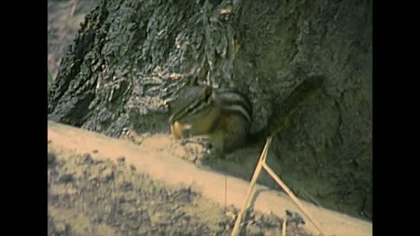 Chipmunk of Yellowstone National Park in 1970s — Stock video