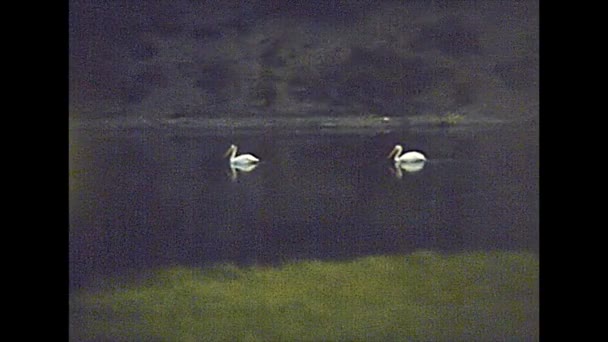 Rådjur i Yellowstone National Park på 1970-talet — Stockvideo