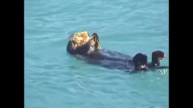 Alaska su samuru yüzüyor