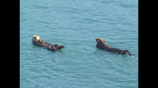 Lontre marine dell'Alaska che nuotano — Video Stock