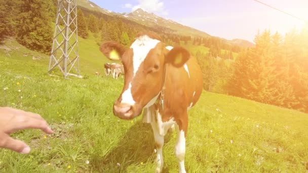 Mulher acariciando vaca ao pôr do sol — Vídeo de Stock