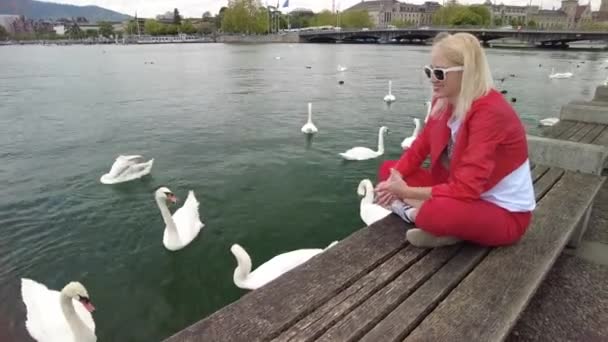 Kobieta z łabędziami w jeziorze Zurych — Wideo stockowe