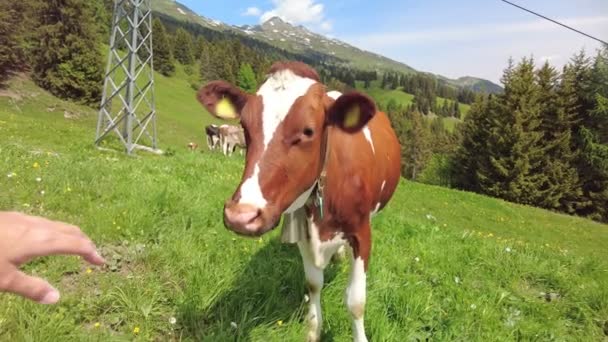 Femme caressant vache — Video