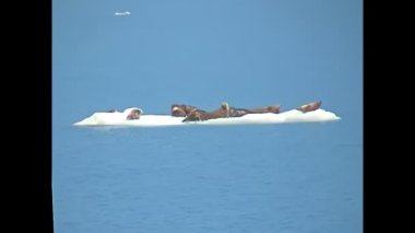 Alaska deniz fokları Kolombiya Buzdağının buzdağında
