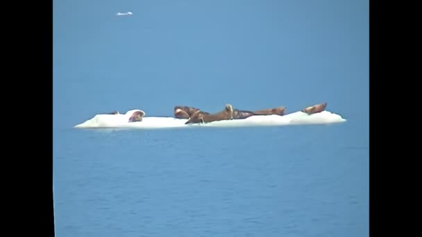 Aljašští mořští tuleni na ledovci Kolumbie — Stock video