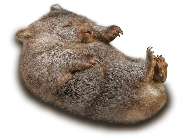 Wombat — Stok fotoğraf