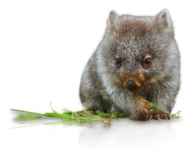 Little Wombat clipart