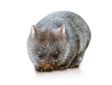 Australian Wombat clipart