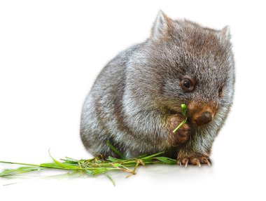 Wombat yeme