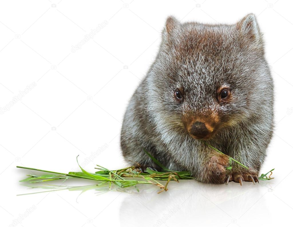56 Wombats Stock Photos Free Royalty Free Wombats Images Depositphotos