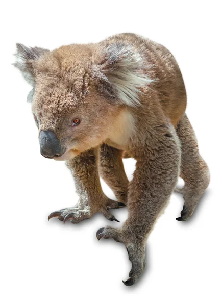 İzole koala — Stok fotoğraf