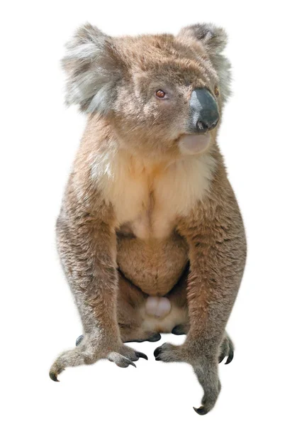 Koala, samostatný — Stock fotografie