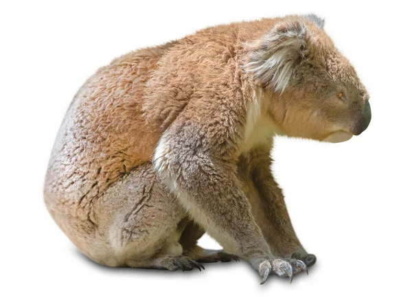 Koala sedí — Stock fotografie