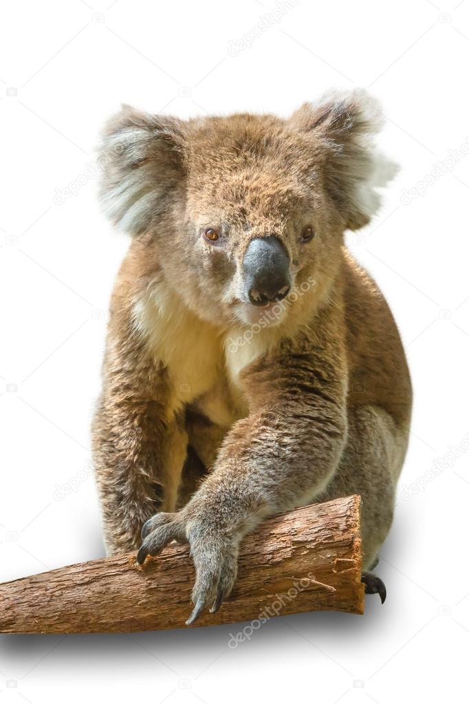 Koala on branch