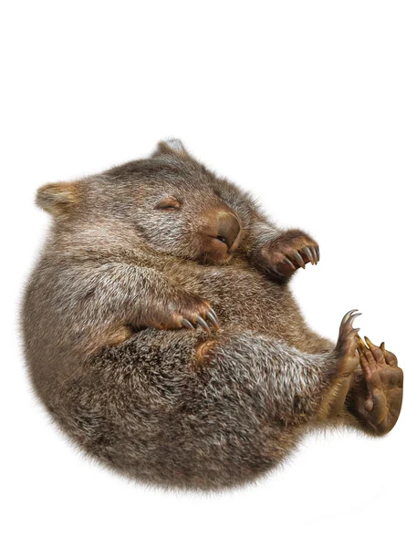 Küçük Wombat Avustralya — Stok fotoğraf