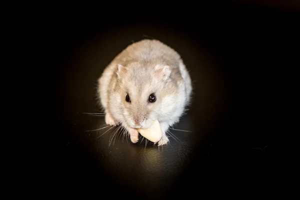 Yeme hamster — Stok fotoğraf
