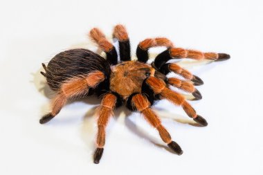 Tarantula