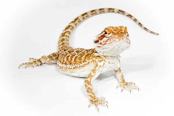 Pogona isolado — Fotografia de Stock