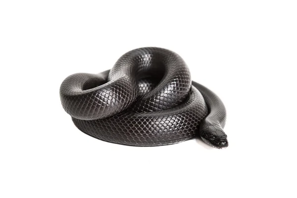 siyah kingsnake
